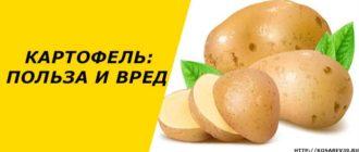 Картофель: польза и вред