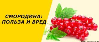 Смородина: польза и вред