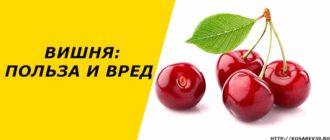 Вишня: польза и вред