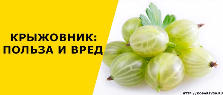 Крыжовник: польза и вред