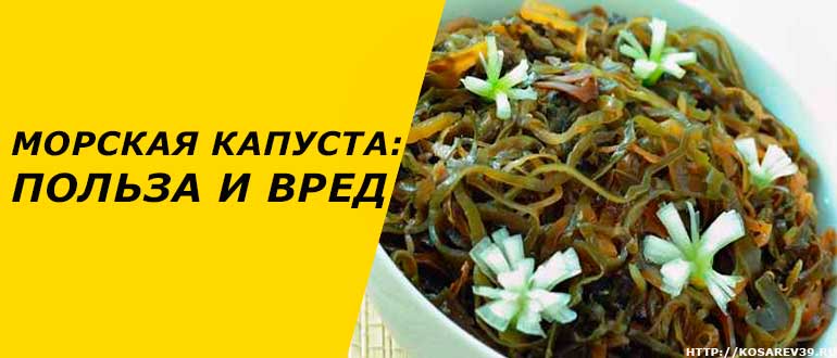 Морская капуста: польза и вред