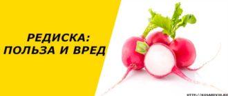 Редиска: польза и вред