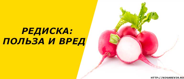 Редиска: польза и вред