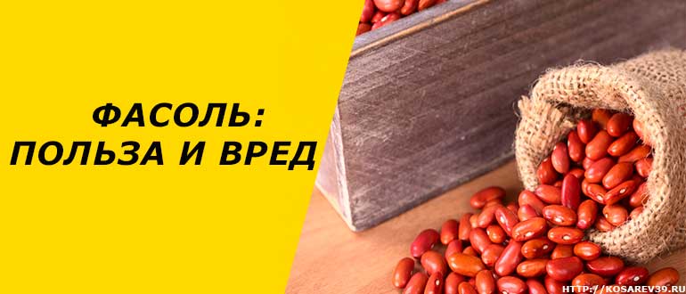 Фасоль: польза и вред