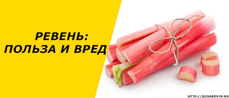 Ревень: польза и вред