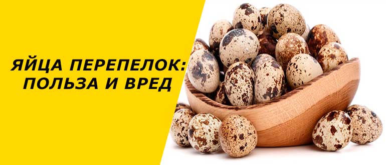 Перепелиные яйца: польза и вред