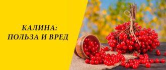 Калина: польза и вред