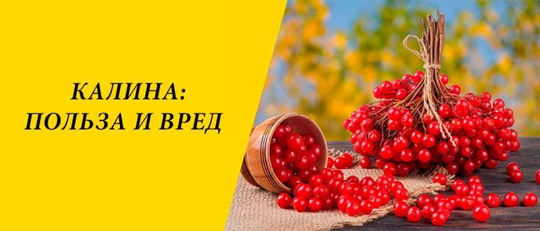 Калина: польза и вред