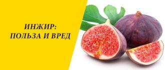 Инжир: польза и вред